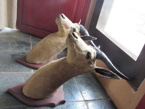 Mounted Springbok head trophy