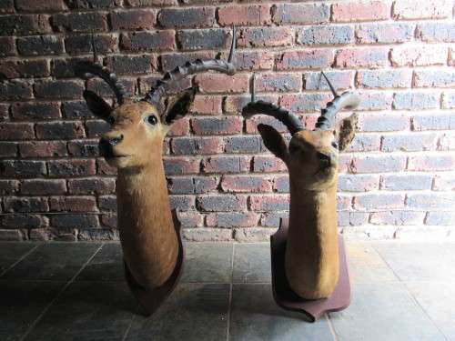 Mounted Impala Head Trophy