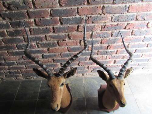 Mounted Impala Head Trophy