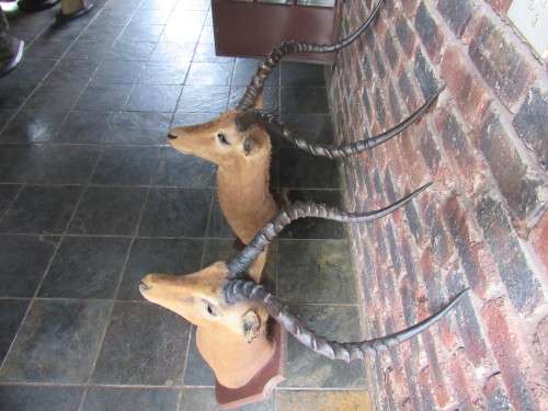 Mounted Impala Head Trophy