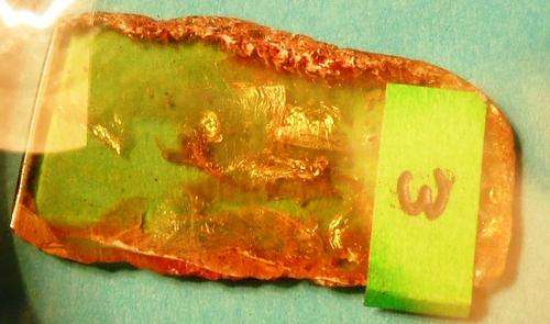 Rare baltic Amber with insect