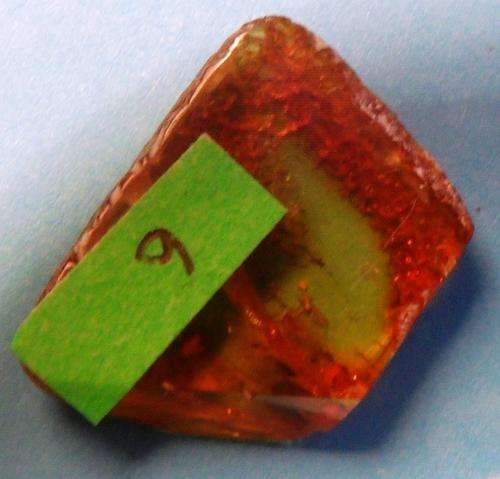 Baltic Amber with pollen