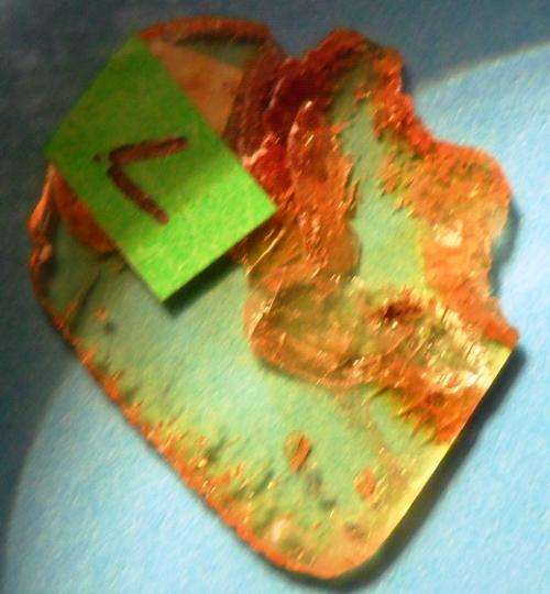 Fossil Amber with insect