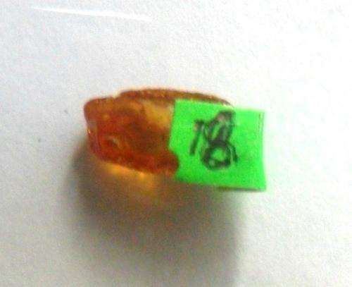 Baltic Amber with insect inclusion