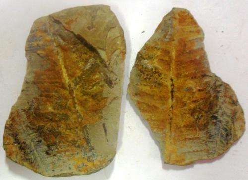 Fossil fern - Lobatopteris Lamuriana(free postage in s.a.)