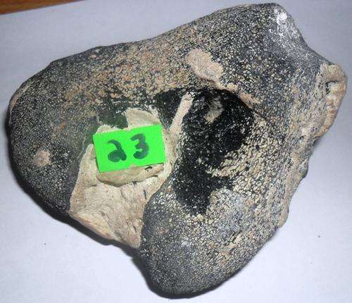 fossil partially calcreted dino/free postage in s.a.