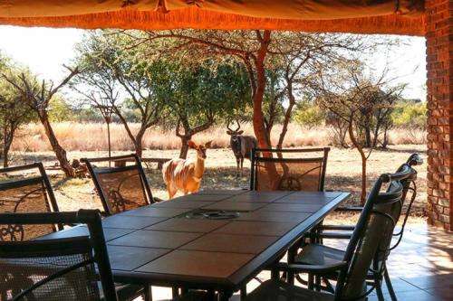 *WOW* Full Ownership of Timeshare at the Stunning Sondela Nature Reserve - Flexi-week - Sleeps 6