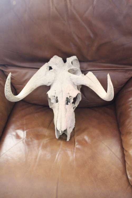 Vintage Black wildebeest Skull