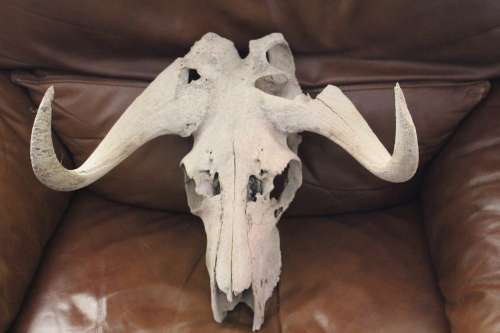 Vintage Black wildebeest Skull