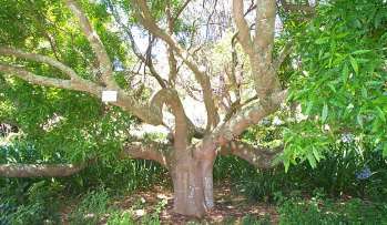 Vepris lanceolata - White iron wood (50 Seeds)