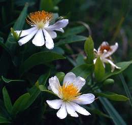 Xylotheca kraussiana - African dog-rose (10 Seeds)