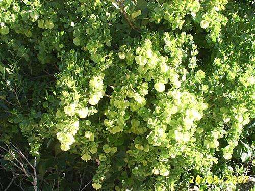 Roepera morgsana - Salad bush (50 Seeds)