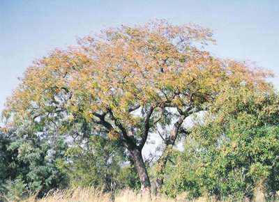 Pterocarpus angolensis - Wild teak / Kiaat (10 Seeds)