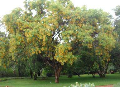 Pterocarpus rotundifolius - Round-leaved teak (10 Seeds)