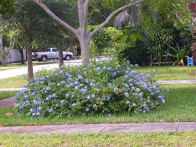 Plumbago auriculata - Plumbago (10 Seeds)