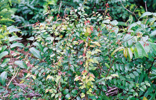 Hymenocardia ulmoides - Red-heart tree (50 Seeds)