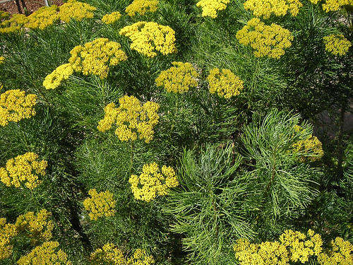 Hymenolepis parviflora - Coulter-bush (10 Seeds)