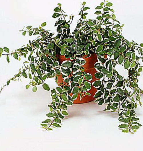Ficus pumila - Creeping fig (50 Seeds)