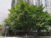 Ficus virens - Curtain fig (10 Seeds)