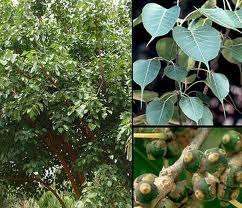 Ficus religiosa - Bodhi tree (50 Seeds)
