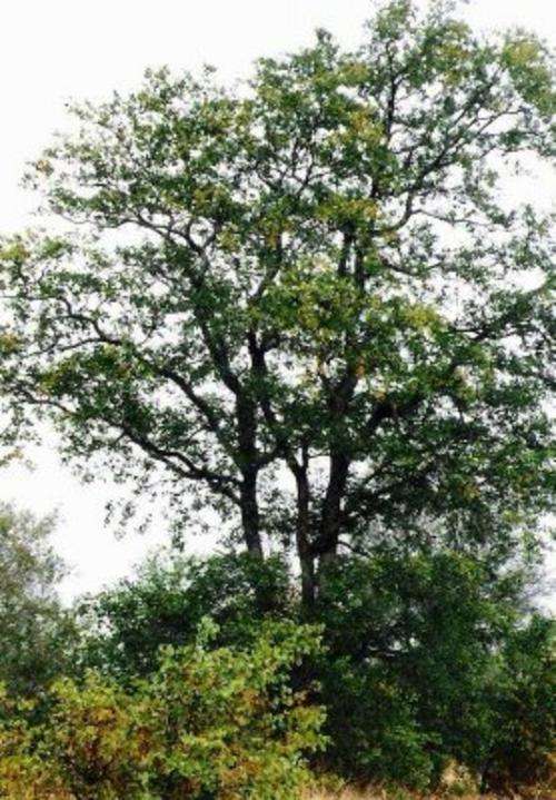 Colophospermum mopane - Mopane (10 Seeds)