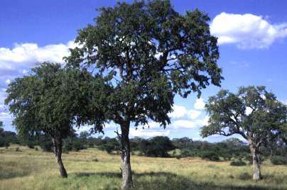 Combretum imberbe - Leadwood (10 Seeds)