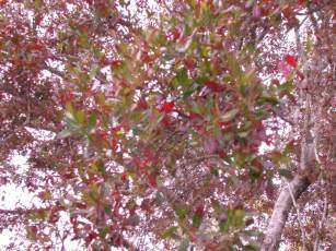 Combretum krausii - Forest bushwillow (10 Seeds)