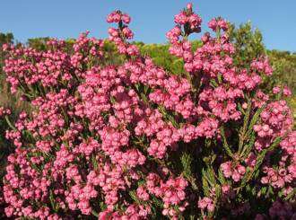 Erica baccans - Berry heath (10 Seeds)