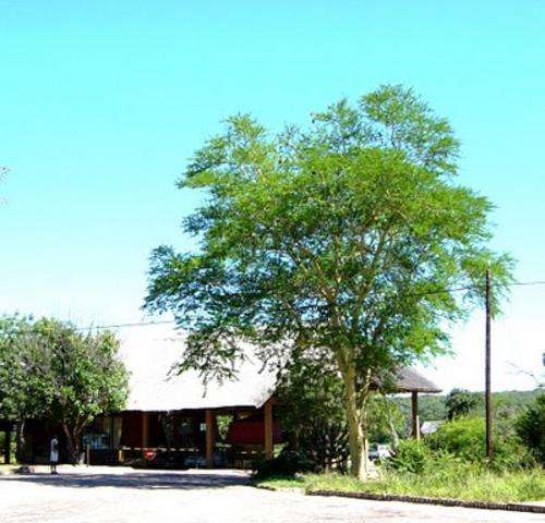 Acacia xanthophloea - Fever tree (50 Seeds)