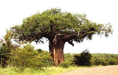 Adansonia digitata - Boabab (50 Seeds)