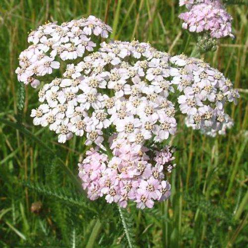 Achillea millefolium - Yarrow, Milfoil (10 Seeds)