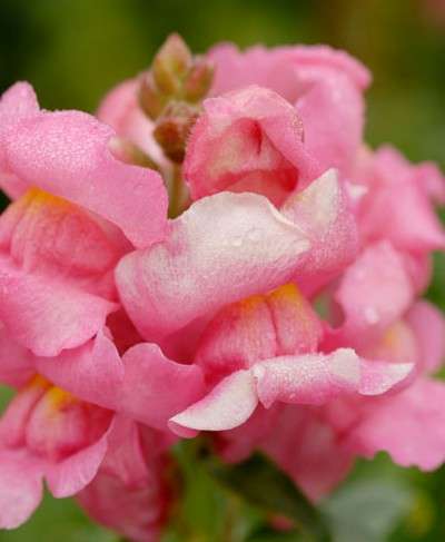 Winter sale - Antirrhinum majus - Snapdragon, Leeubekkie (50 Seeds)