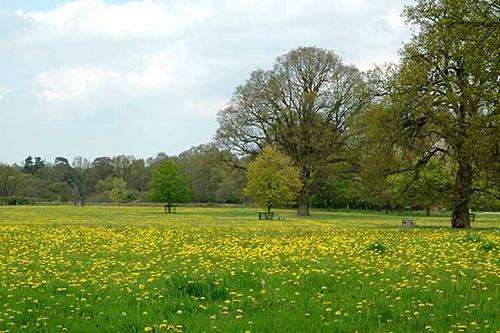 Taraxacum officinale - Common dandelion (10 Seeds)
