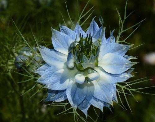 Nigella Sativa (Blue) - Black Cumin (10 Seeds)