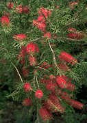 Callistemon citrinus 'Mauve Mist' - Bottlebrush tree, Bottelborsel (10 Seeds)