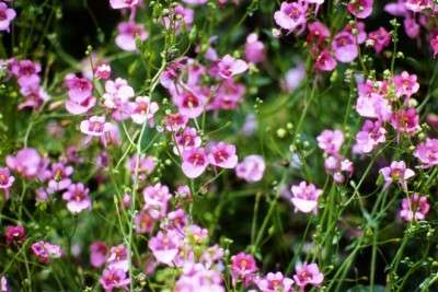 Winter sale - Diascia barberae - Twinspur, Pink Queen (50 Seeds)