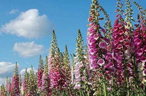 Digitalis lamarckii (Mixed colours) - Woolly Foxglove (10 Seeds)