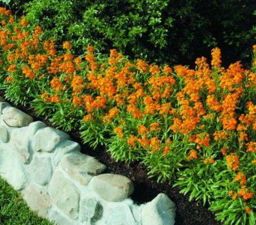 Erysimum x marshallii - Siberian Wallflower (50 Seeds)
