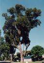 Eucalyptus robusta - Swamp Mahogany (10 Seeds)