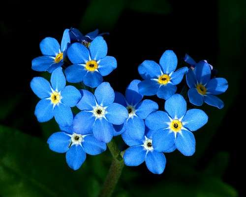 Myosotis alpestris - Alpine Forget-me-not (10 Seeds)