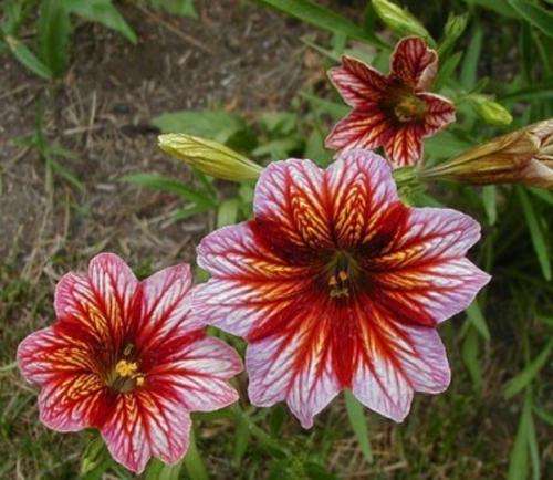Salpiglossis sinuata - Painted Tongue (10 Seeds)