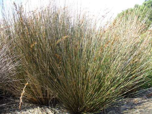 Thamnochortus insignis - Albertinia thatching reed, Dekriet (50 Seeds)