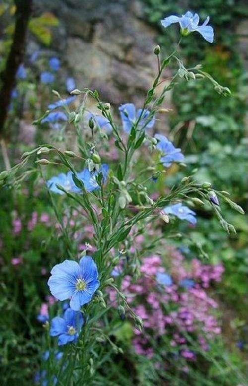 Linum usitatissimum - Common flax (10 Seeds)