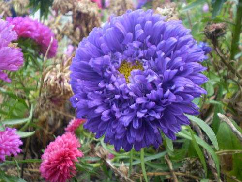 Callistephus chinensis - China Aster, Chinese Aster (10 Seeds)