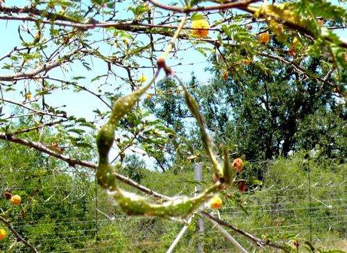 Acacia Borleae - Sticky Acacia (50Seeds)