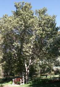 Pappea capensis - Jacket plum / Doppruim (50 Seeds)