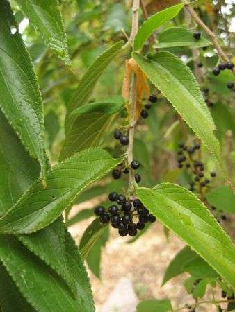 Trema orientalis - Pigeonwood (50 Seeds)