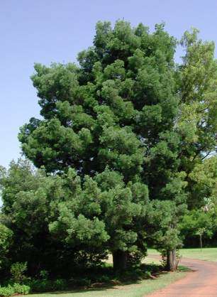 Spring Sale - Podocarpus falcatus - Outeniqua yellowwood (10 Seeds)