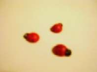 Babyshower Decorations - Ladybeetle