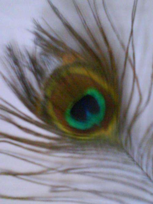 Peacock Feathers